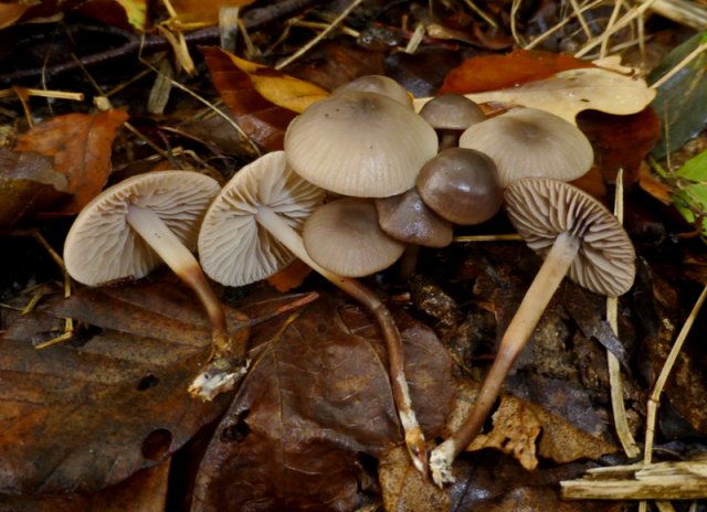 Marasmius wynnei, Violetter Schwindling